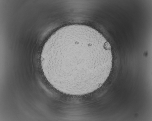 X0000115740683200912241647