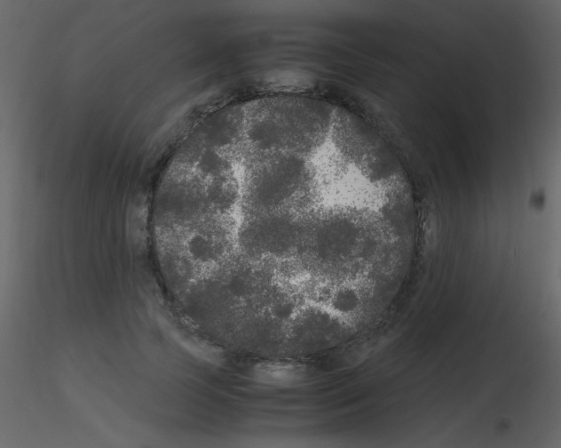 X0000115740745200912241647