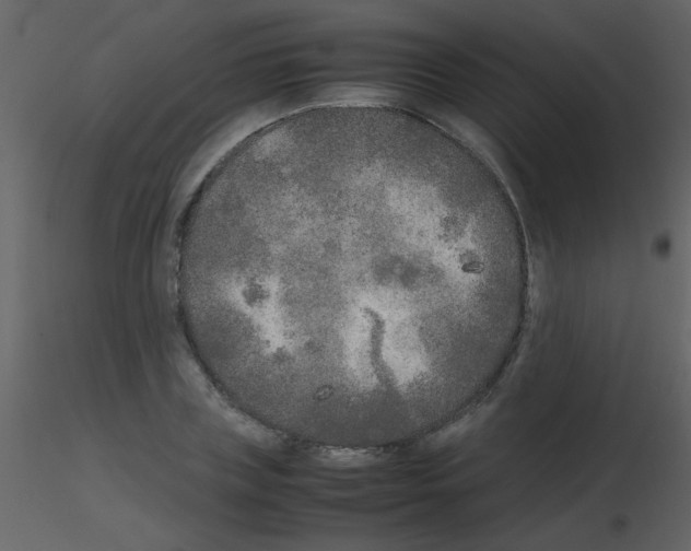 X0000115740835200912241645