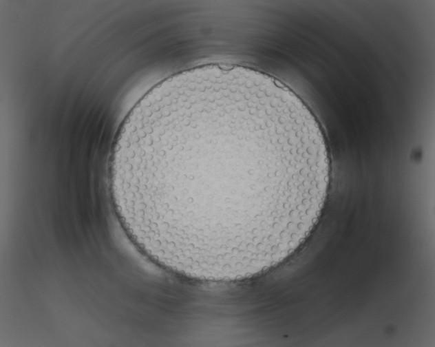 X0000115740906200912241644