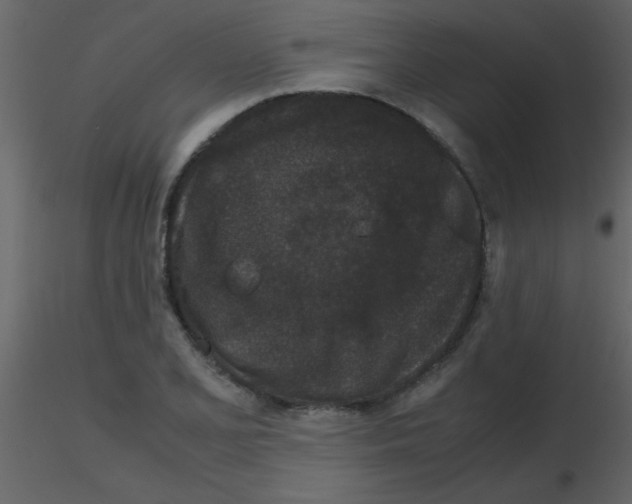 X0000115741077200912241642