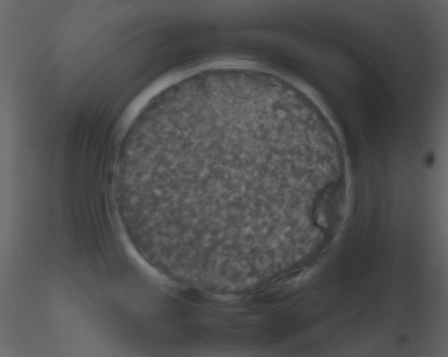 X0000115741245200912241640