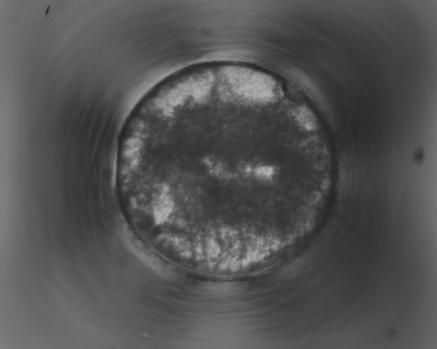 X0000115741276200912241639