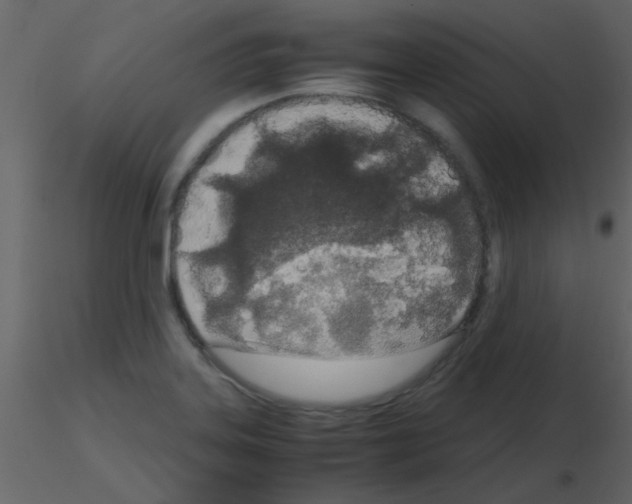 X0000115741323200912241639