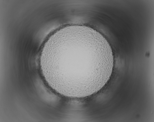 X0000115760632200912241729