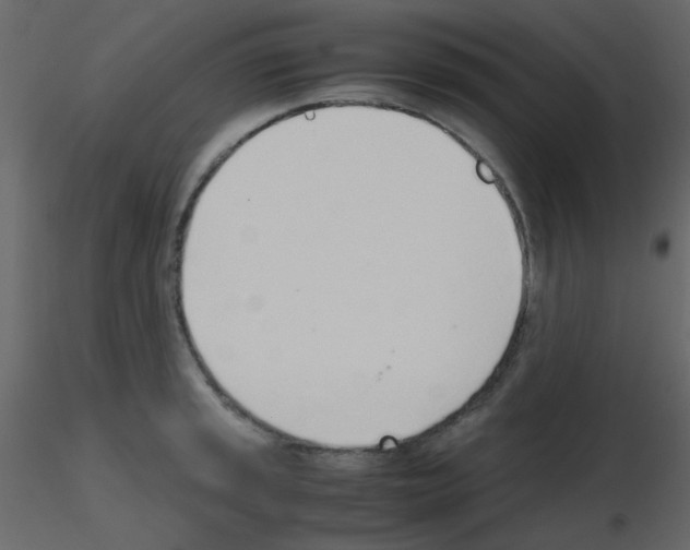 X0000115761045200912241725