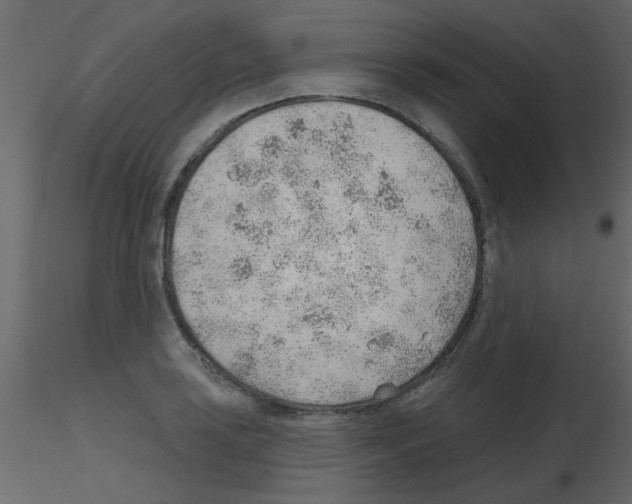 X0000115771035200912241745