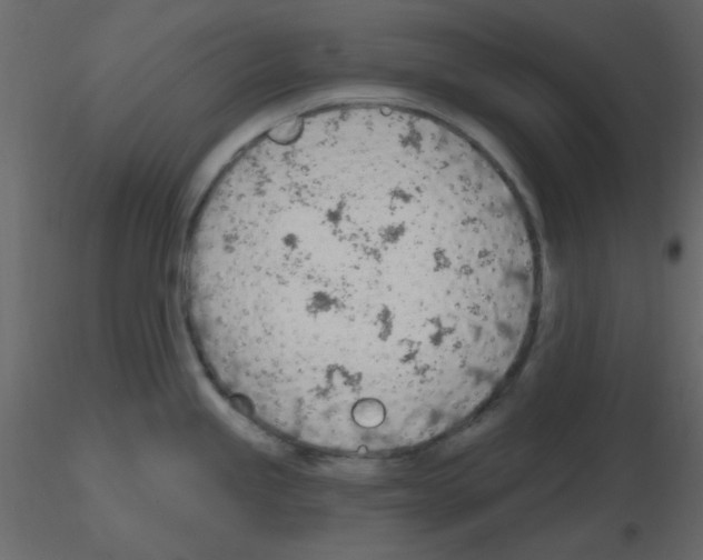 X0000115771245200912241743