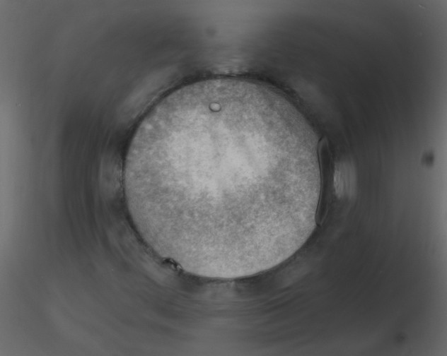 X0000115771444200912241740