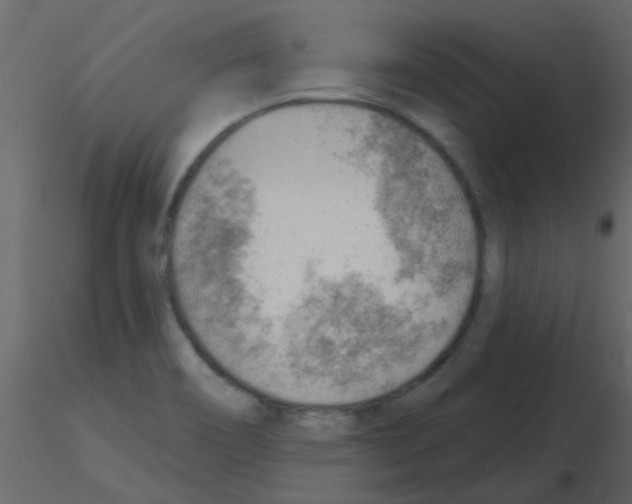 X0000115771466200912241739