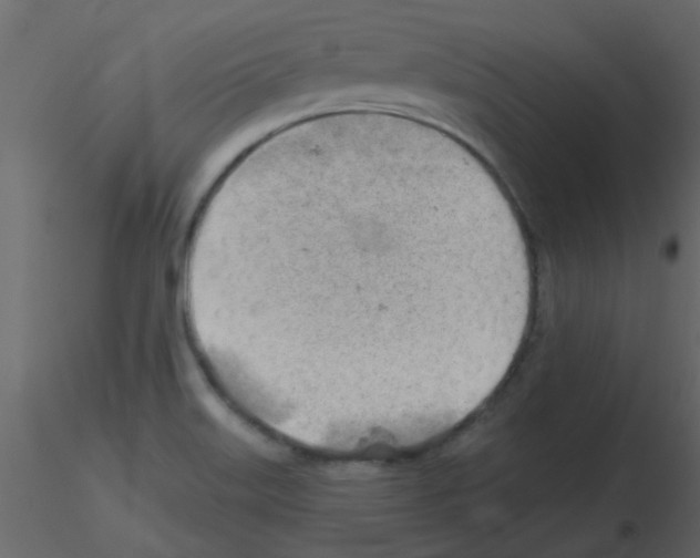 X0000115771515200912241739