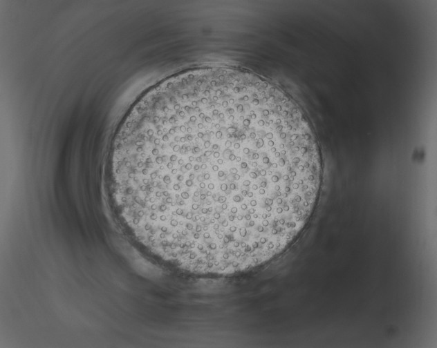 X0000115780145200912241818