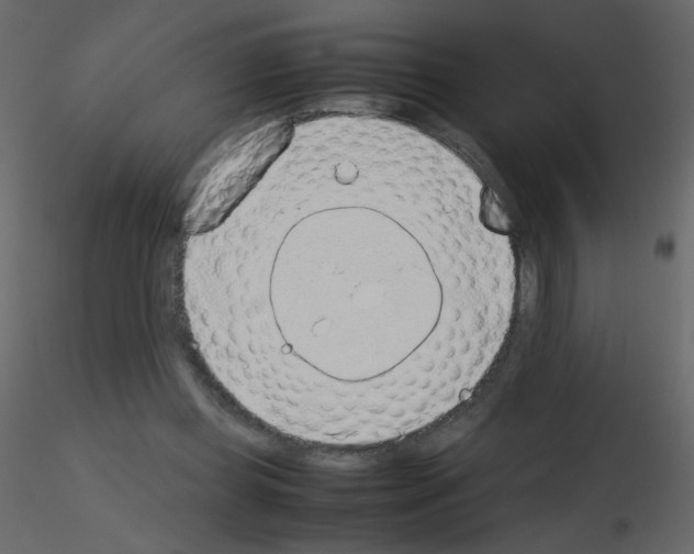 X0000115780349200912241815