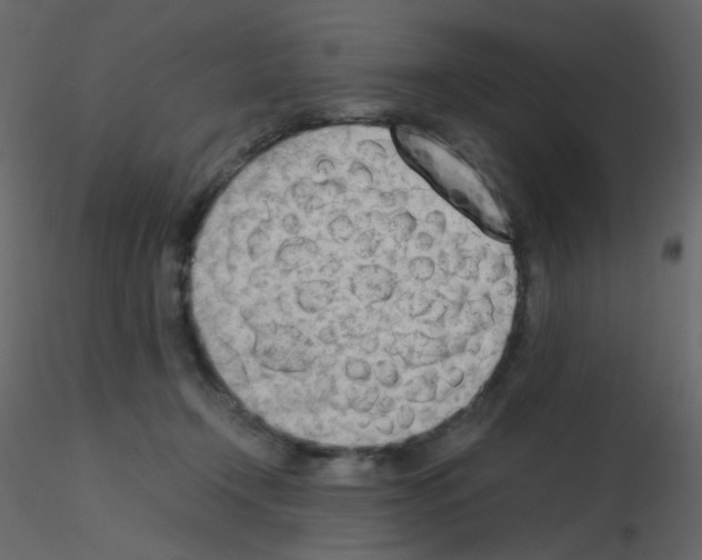 X0000115780366200912241815