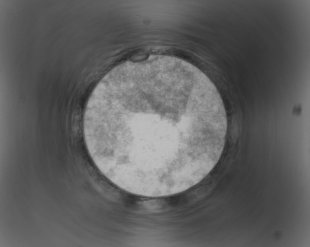 X0000115780417200912241815