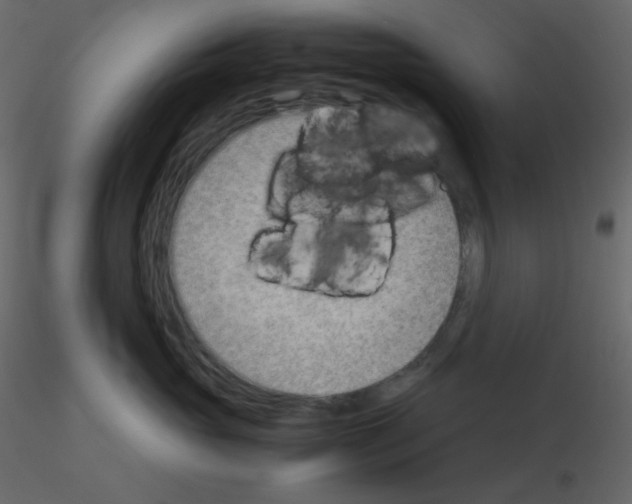 X0000115780765200912241810