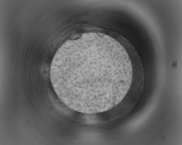 X0000115780767200912241810