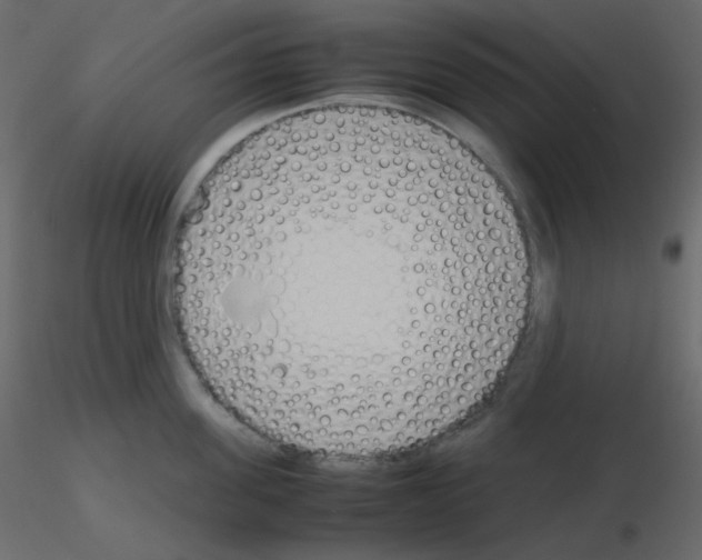 X0000115780955200912241808