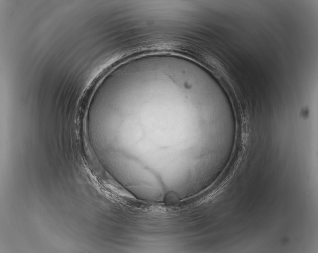 X0000115790827200911271225