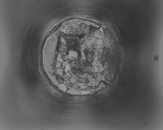 X0000115790145200912241839
