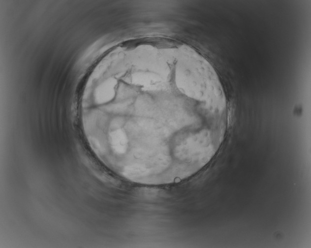 X0000115790339200912241836
