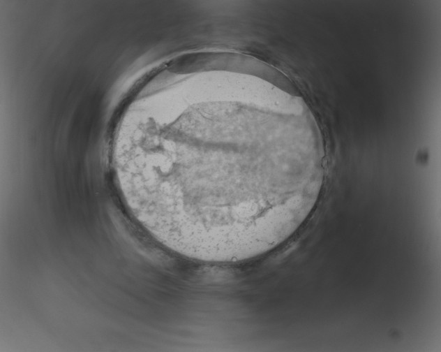 X0000115790343200912241836