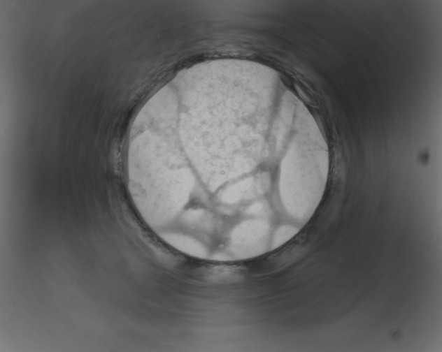 X0000115790465200912241835