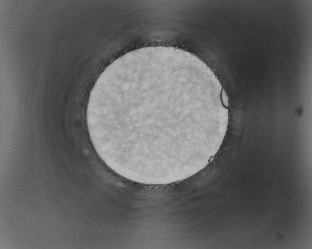 X0000115790817200912241829