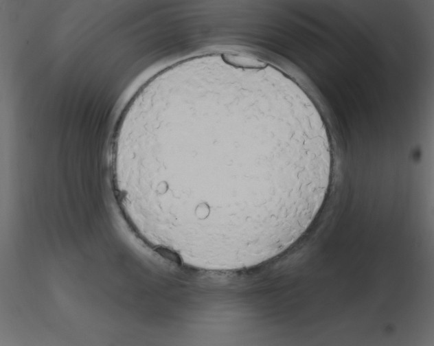 X0000115790955200912241829