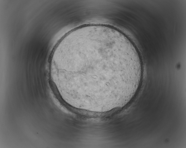 X0000115790990200912241828