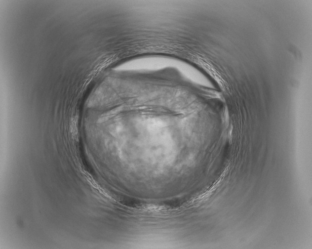 X0000115800585200912041535