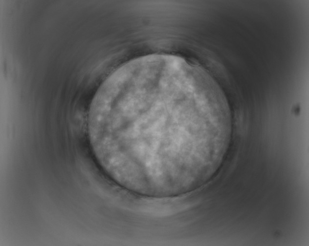 X0000115800029200912241902