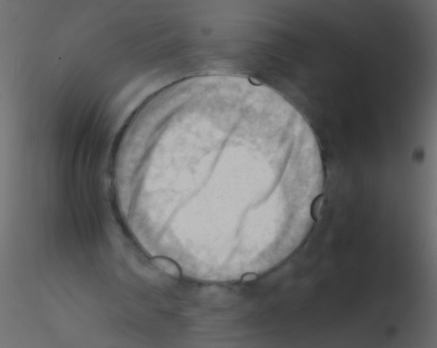 X0000115800290200912241859