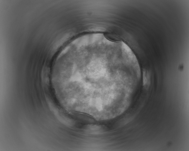 X0000115800300200912241858