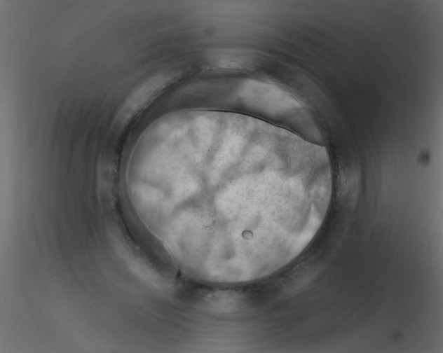 X0000115800444200912241856