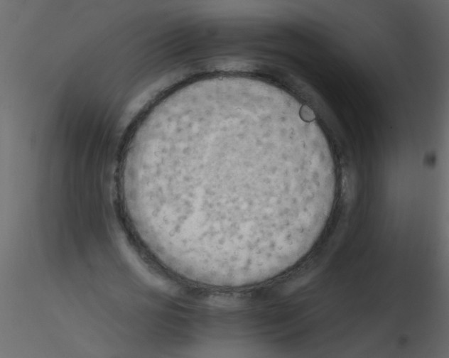 X0000115800725200912241852