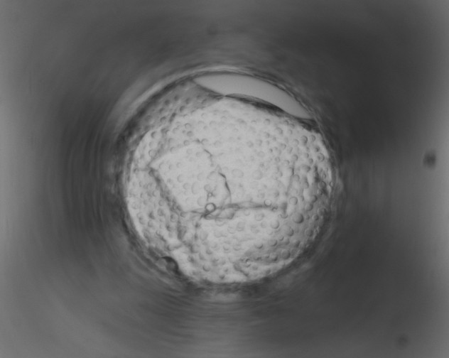 X0000115810247200912241920