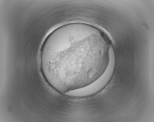 X0000115821522200912111240