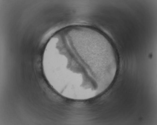 X0000115821455200912241925