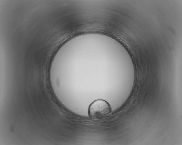 X0000115830309200911131133