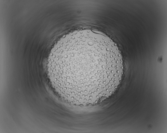 X0000115830034200912242005