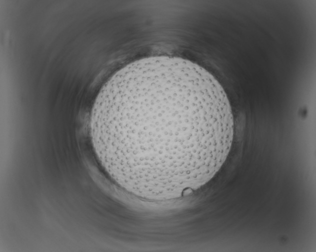 X0000115830038200912242005