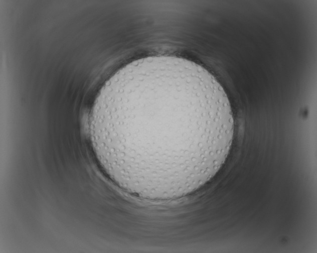 X0000115830042200912242005