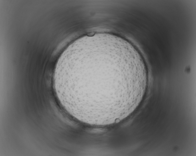 X0000115830153200912242003