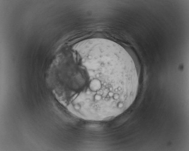 X0000115830161200912242003