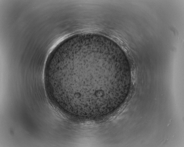 X0000115840196200912041715