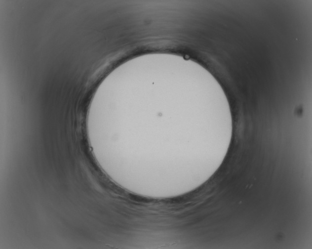 X0000115840115200912242025