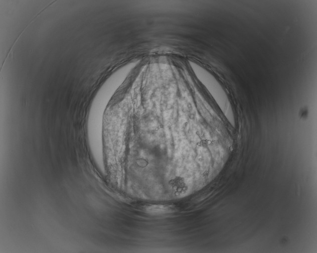 X0000115840465200912242020