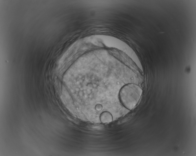 X0000115840475200912242020