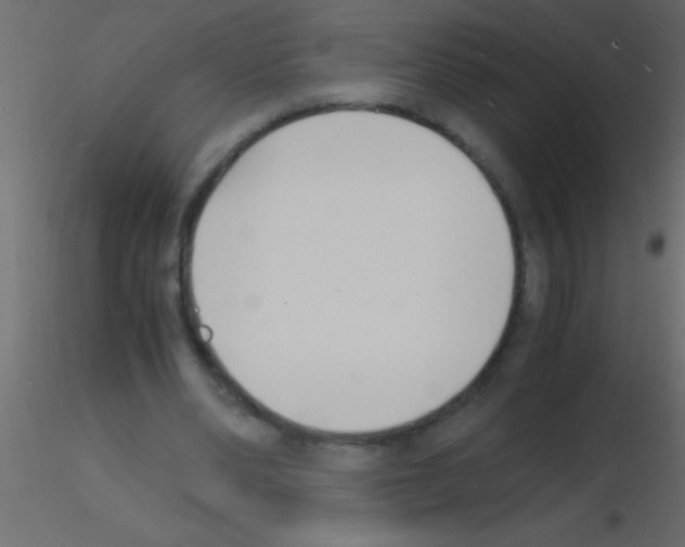 X0000115840486200912242020